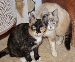 [picture of Cleo, a Domestic Short Hair calico cat]