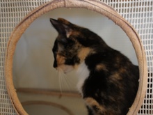 A picture of #NS03908: Cleo a Domestic Short Hair calico