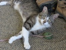 A picture of #NS03909: David a Domestic Short Hair brown tabby/white