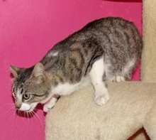 [another picture of Mr. Bojangles (Bo), a Domestic Short Hair brown tabby/white\ cat] 