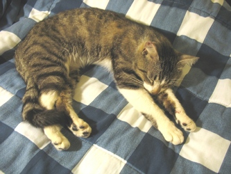 [picture of Mr. Bojangles (Bo), a Domestic Short Hair brown tabby/white cat]