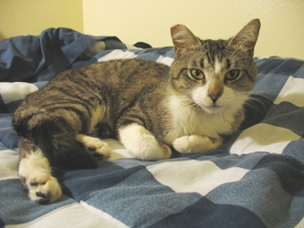 [picture of Mr. Bojangles (Bo), a Domestic Short Hair brown tabby/white cat]
