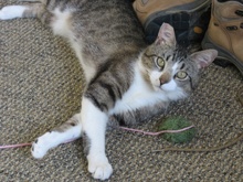 [picture of Mr. Bojangles (Bo), a Domestic Short Hair brown tabby/white\ cat] 