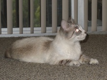 [another picture of Annie, a Siamese/Domestic Short Hair-x lynx point\ cat] 