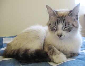 [picture of Annie, a Siamese/Domestic Short Hair-x lynx point cat]