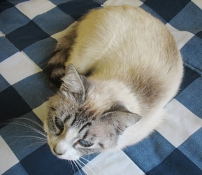 [picture of Annie, a Siamese/Domestic Short Hair-x lynx point cat]