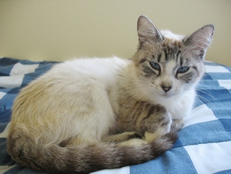 [picture of Annie, a Siamese/Domestic Short Hair-x lynx point cat]
