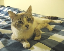 [picture of Annie, a Siamese/Domestic Short Hair-x lynx point\ cat] 