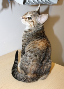[another picture of Tinkerbell, a Domestic Short Hair tortoiseshell tabby/white\ cat] 