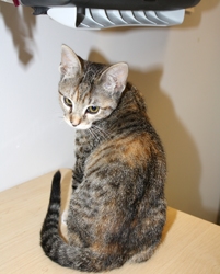 [picture of Tinkerbell, a Domestic Short Hair tortoiseshell tabby/white cat]