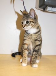 [picture of Tinkerbell, a Domestic Short Hair tortoiseshell tabby/white cat]