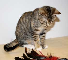 [picture of Tinkerbell, a Domestic Short Hair tortoiseshell tabby/white cat]