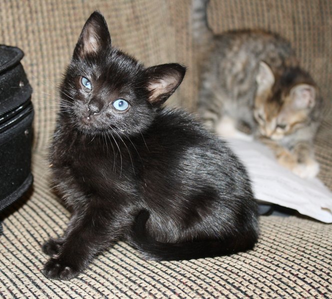 [picture of Tinkerbell, a Domestic Short Hair tortoiseshell tabby/white cat]