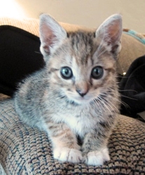 [picture of Tinkerbell, a Domestic Short Hair tortoiseshell tabby/white cat]