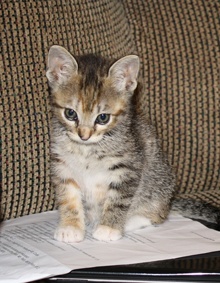[picture of Tinkerbell, a Domestic Short Hair tortoiseshell tabby/white cat]