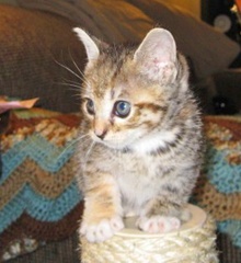 [picture of Tinkerbell, a Domestic Short Hair tortoiseshell tabby/white cat]