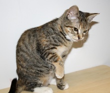 A picture of #NS03911: Tinkerbell a Domestic Short Hair tortoiseshell tabby/white