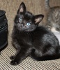 A picture of #NS03912: Erma a Domestic Short Hair black