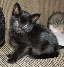 [another picture of Erma, a Domestic Short Hair black\ cat] 