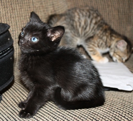 [picture of Erma, a Domestic Short Hair black cat]