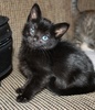 [picture of Erma, a Domestic Short Hair black cat]