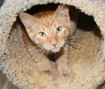 A picture of #NS03914: Ponzu a Domestic Short Hair orange/buff tabby