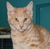 A picture of #NS03915: Biscuit a Domestic Short Hair orange tabby