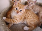 A picture of #NS03916: Scallywag a Domestic Short Hair orange tabby/white