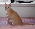 A picture of #NS03919: Keeley a Domestic Short Hair buff/white