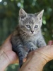 A picture of #NS03920: Kylie a Domestic Short Hair dilute tortoiseshell