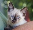 A picture of #NS03921: Kira a Siamese/Domestic Short Hair-x sealpoint