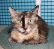 A picture of #NS03922: Momma a Domestic Medium Hair tortoiseshell