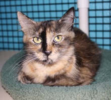[another picture of Momma, a Domestic Medium Hair tortoiseshell\ cat] 