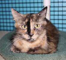 [picture of Momma, a Domestic Medium Hair tortoiseshell\ cat] 