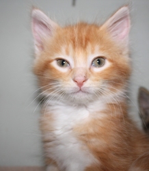 [picture of Sunny FKA Fagin, a Domestic Medium Hair orange tabby/white cat]