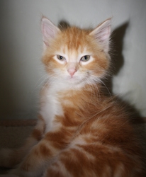 [picture of Sunny FKA Fagin, a Domestic Medium Hair orange tabby/white cat]