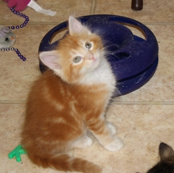 [picture of Sunny FKA Fagin, a Domestic Medium Hair orange tabby/white cat]