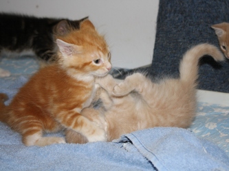 [picture of Sunny FKA Fagin, a Domestic Medium Hair orange tabby/white cat]