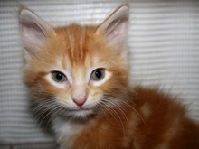 [picture of Sunny FKA Fagin, a Domestic Medium Hair orange tabby/white\ cat] 