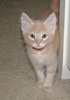 A picture of #NS03924: Freddie a Domestic Medium Hair buff