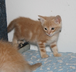 [picture of Freddie, a Domestic Medium Hair buff cat]