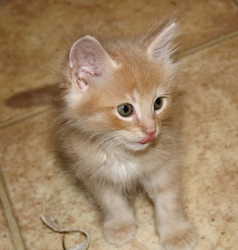 [picture of Freddie, a Domestic Medium Hair buff cat]