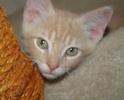 A picture of #NS03925: Frankie a Domestic Medium Hair buff