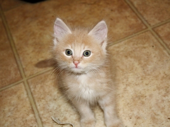 [picture of Frankie, a Domestic Medium Hair buff cat]