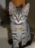A picture of #NS03926: Felix a Domestic Medium Hair black tabby