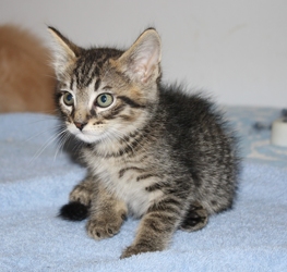 [picture of Felix, a Domestic Medium Hair black tabby cat]