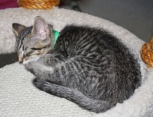 [another picture of Felix, a Domestic Medium Hair black tabby\ cat] 