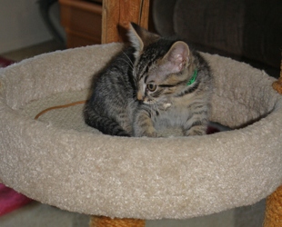 [picture of Felix, a Domestic Medium Hair black tabby cat]