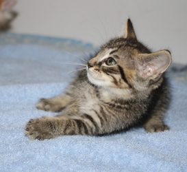 [picture of Felix, a Domestic Medium Hair black tabby cat]