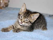 [picture of Felix, a Domestic Medium Hair black tabby cat]